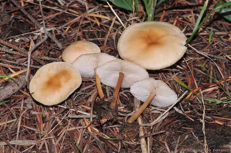 Collybia sp..... (cfr. Gymnopus aquosus)